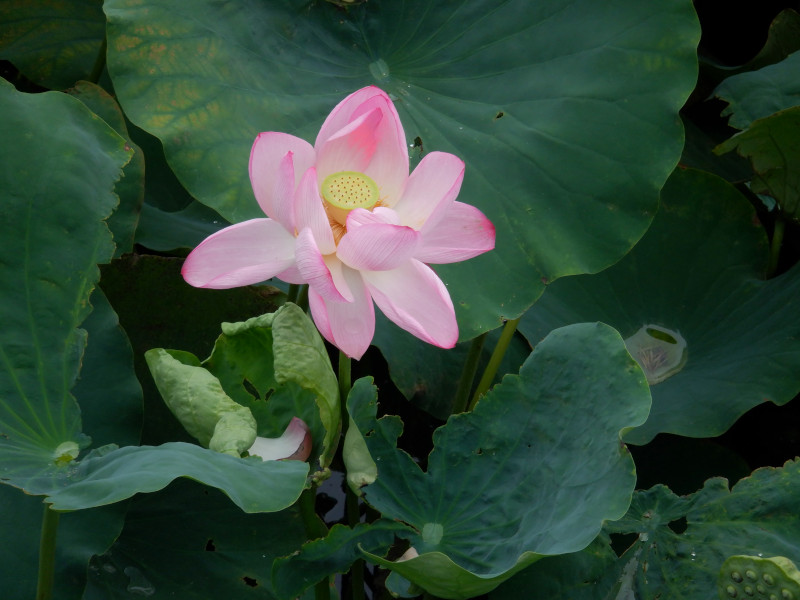 Nelumbo nucifera