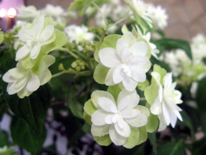 Hydrangea serrata ‘Fuji no taki’