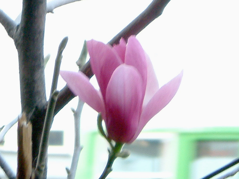 紫玉兰 Magnolia Liliflora 科技研花图画书