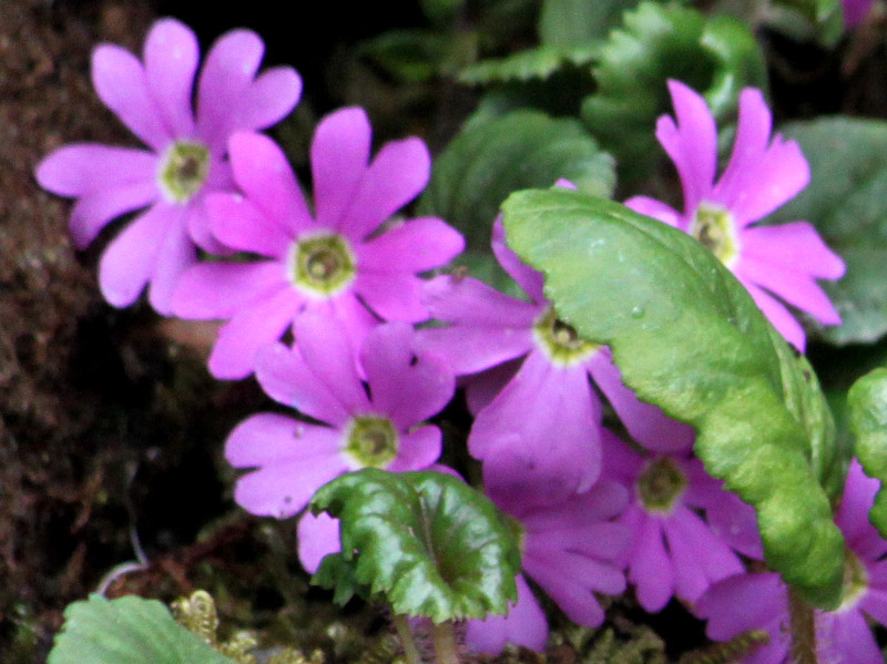 Primula tosaensis