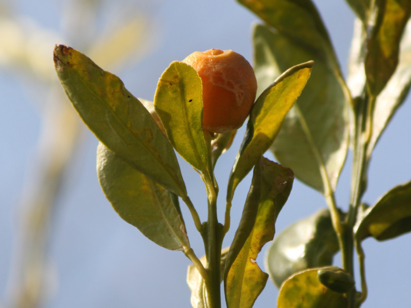 Citrus tachibana