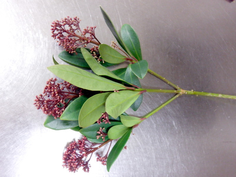 スキミア ルベラ Skimmia Japonica Cv Rubella かぎけん花図鑑