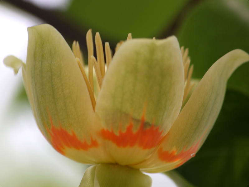 ユリノキ Liriodendron Tulipifera かぎけん花図鑑