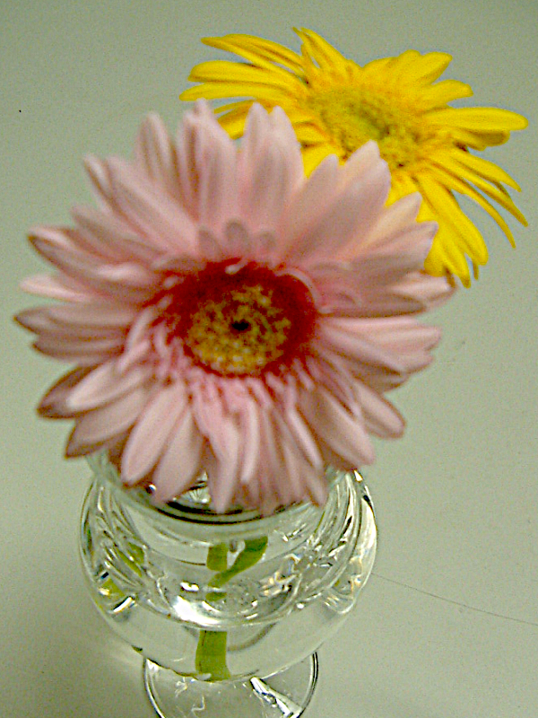 Gerbera