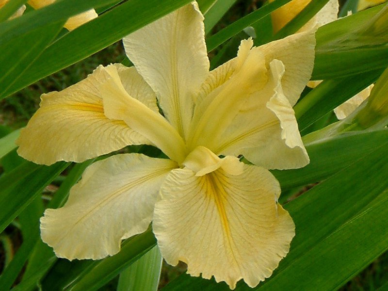 ルイジアナ アイリス Iris Lousiana かぎけん花図鑑