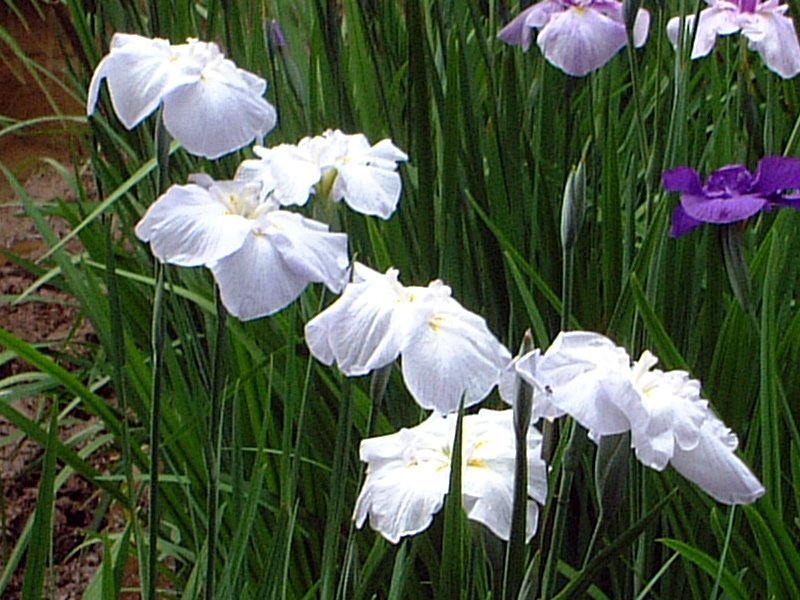 花菖蒲　’湖水の色’