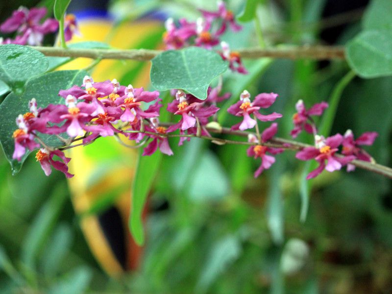 Oncidium ornithorhynchum