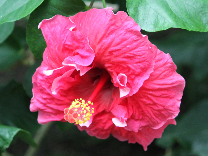 Hibiscus 