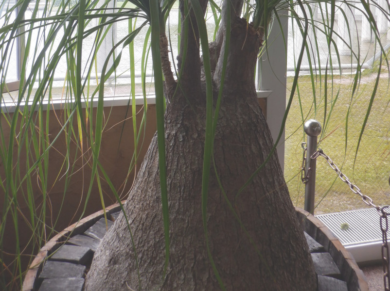 トックリラン | Beaucarnea recurvata | かぎけん花図鑑