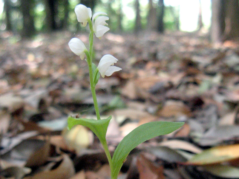 Silver orchid