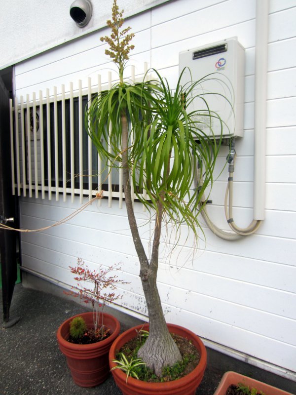 トックリラン Beaucarnea Recurvata かぎけん花図鑑