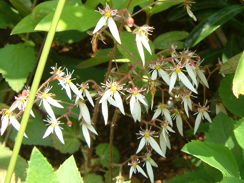 ユキノシタ Saxifraga Stolonifera かぎけん花図鑑