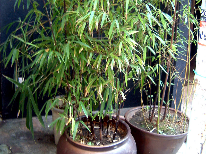 Black bamboo