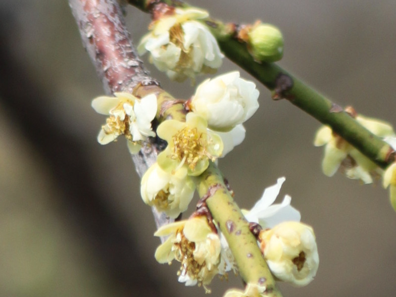 Prunus mume 'Ryokugakushidare',