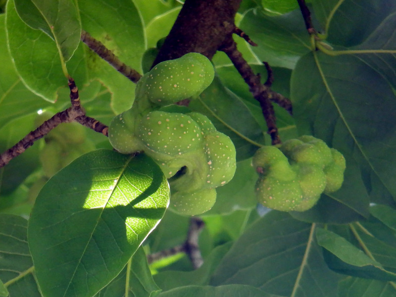 Magnolia kobus