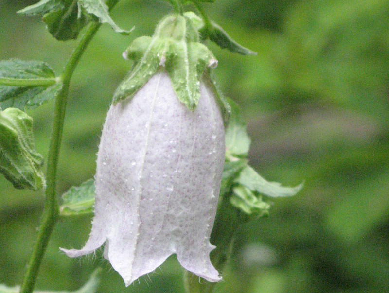 ヤマホタルブクロ Campanula Punctata Var Hondoensis かぎけん花図鑑