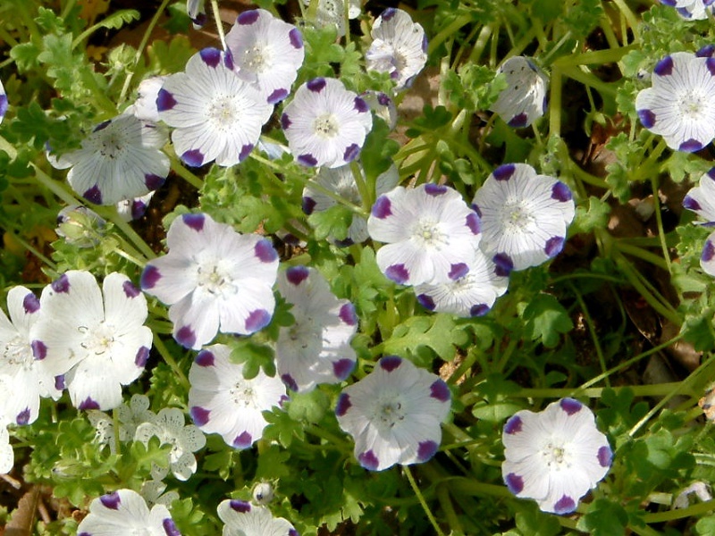 Nemophila maculata