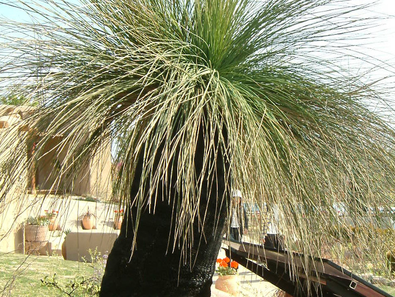 グラスツリー Xanthorrhoea Preissii かぎけん花図鑑