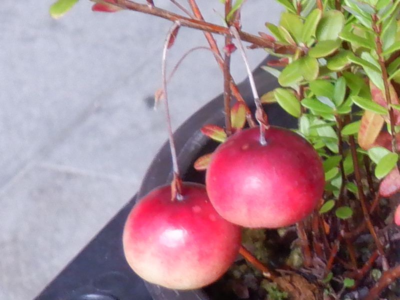 クランベリー Vaccinium Macrocarpon かぎけん花図鑑