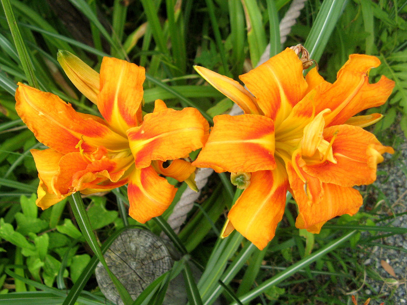 ヤブカンゾウ Hemerocallis Fulva Kwanso かぎけん花図鑑