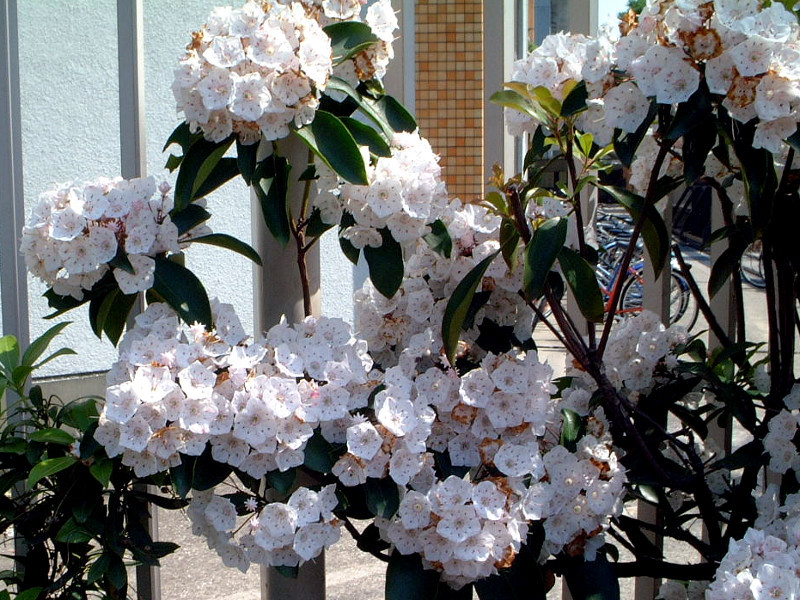 カルミア ラティフォリア Kalmia Latifolia かぎけん花図鑑