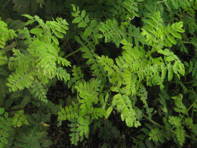 Astragalus membranaceus