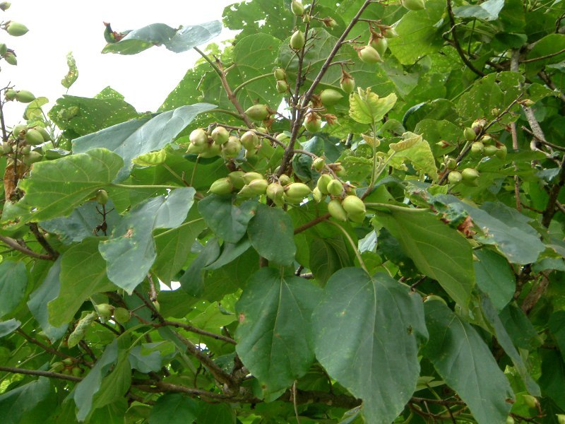 Paulownia tomentosa