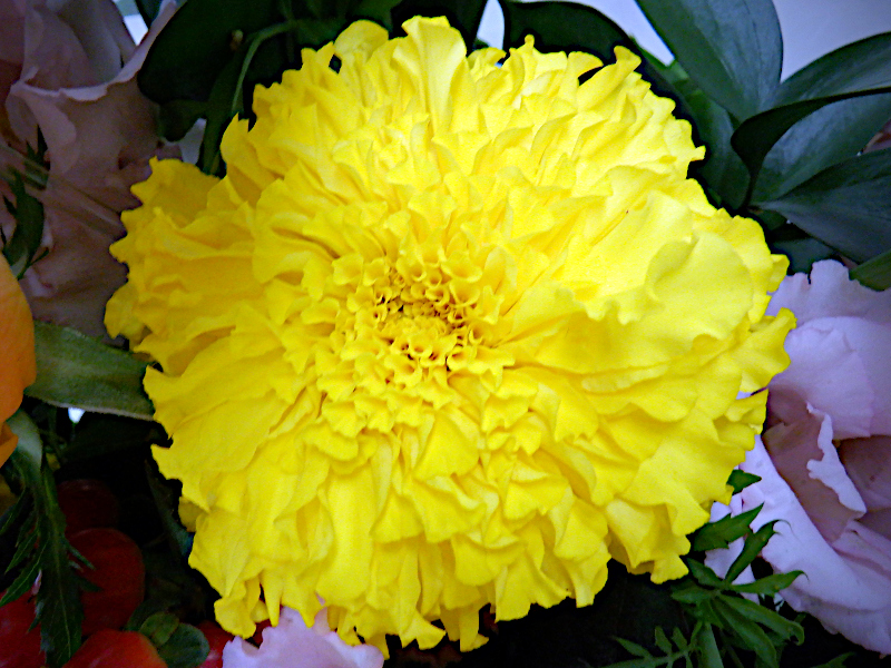 Tagetes erecta