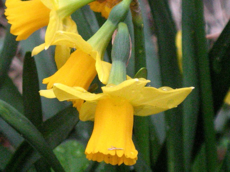 Trumpet daffodils