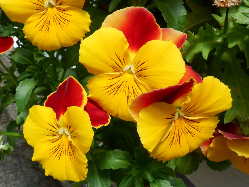 Garden pansy