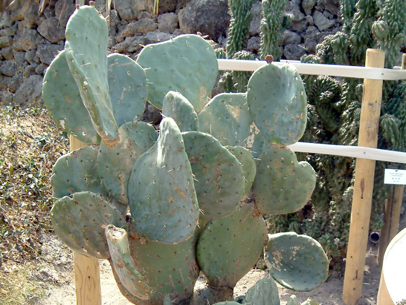 Wheel cactus