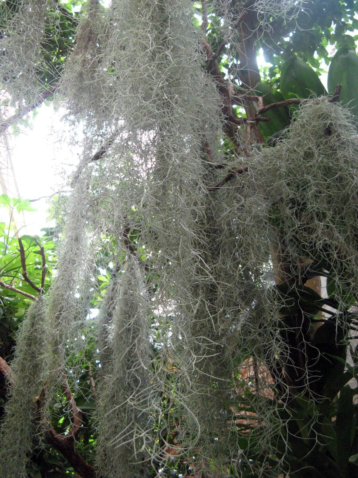 サルオガセモドキ Tillandsia Usneoides かぎけん花図鑑