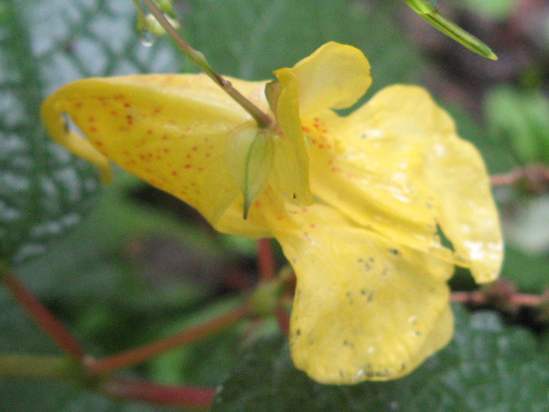 Impatiens nolitangere