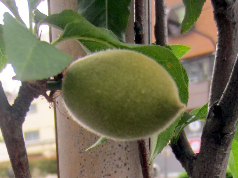 Prunus persica 'Fastigiata'