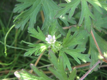 Carolina cranesbill