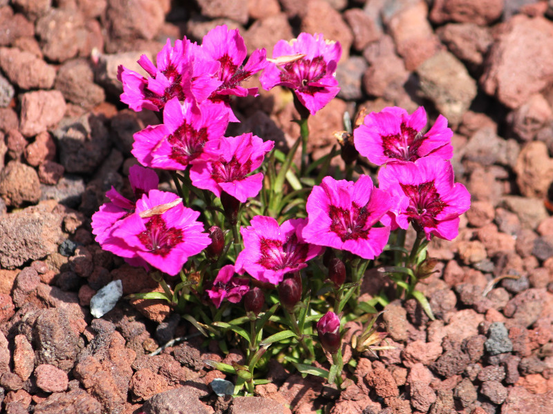 Dianthus alpinus