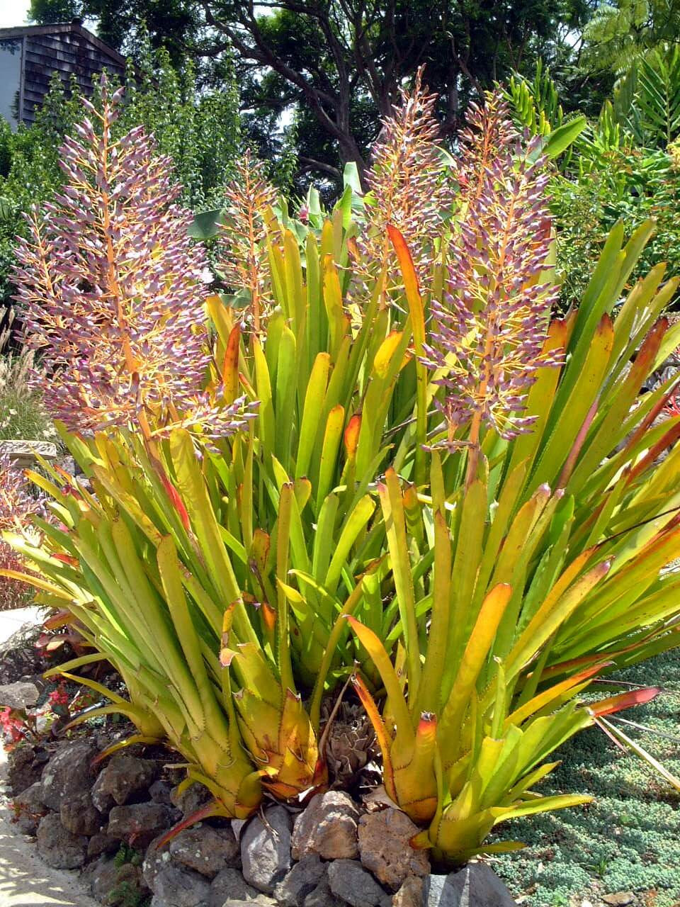 エクメア ブランケティアナ Aechmea Blanchetiana かぎけん花図鑑