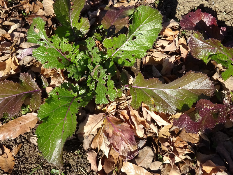 カラシナ Brassica Juncea Var Cernua かぎけん花図鑑