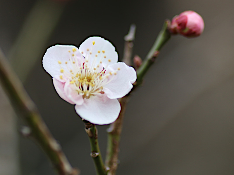 Prunus mume  'Suigetsu'