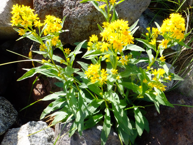 深山一枝黄花