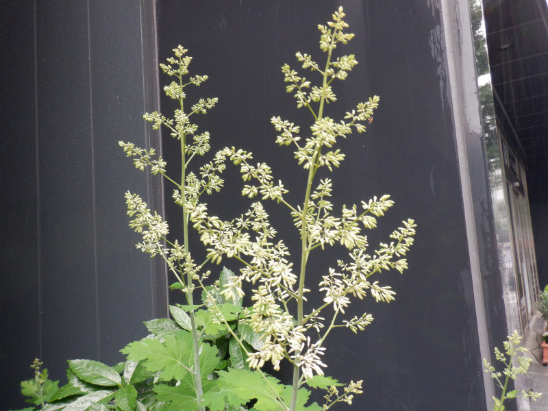 Macleaya cordata