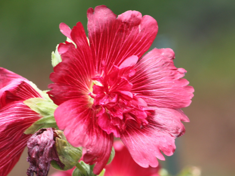 タチアオイ Althaea Rosea かぎけん花図鑑