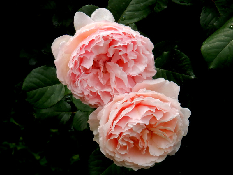 The rose 'Princess Charlene de Monaco' 