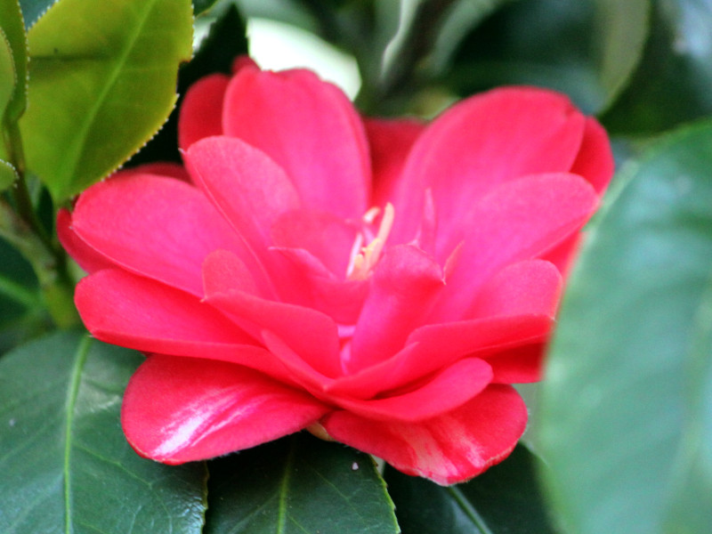 Camellia O-niji