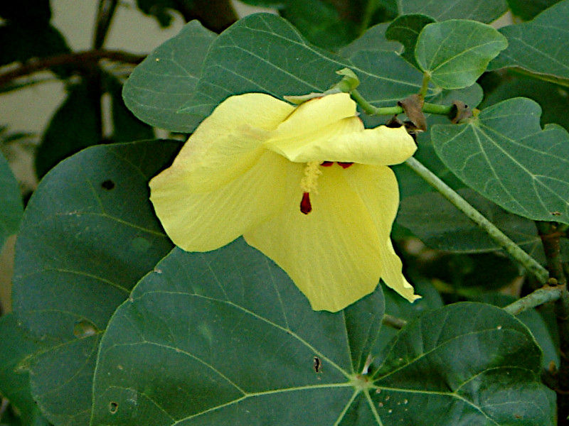 Hibiscus hamabo