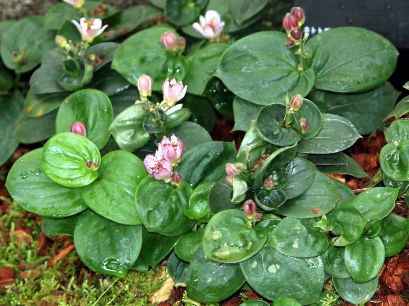 Daruma toad lily