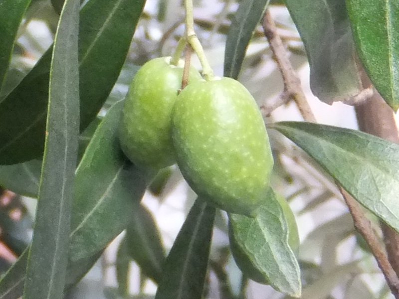 Olive | Olea europaea | Flower Database