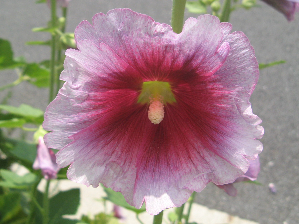 タチアオイ Althaea Rosea かぎけん花図鑑