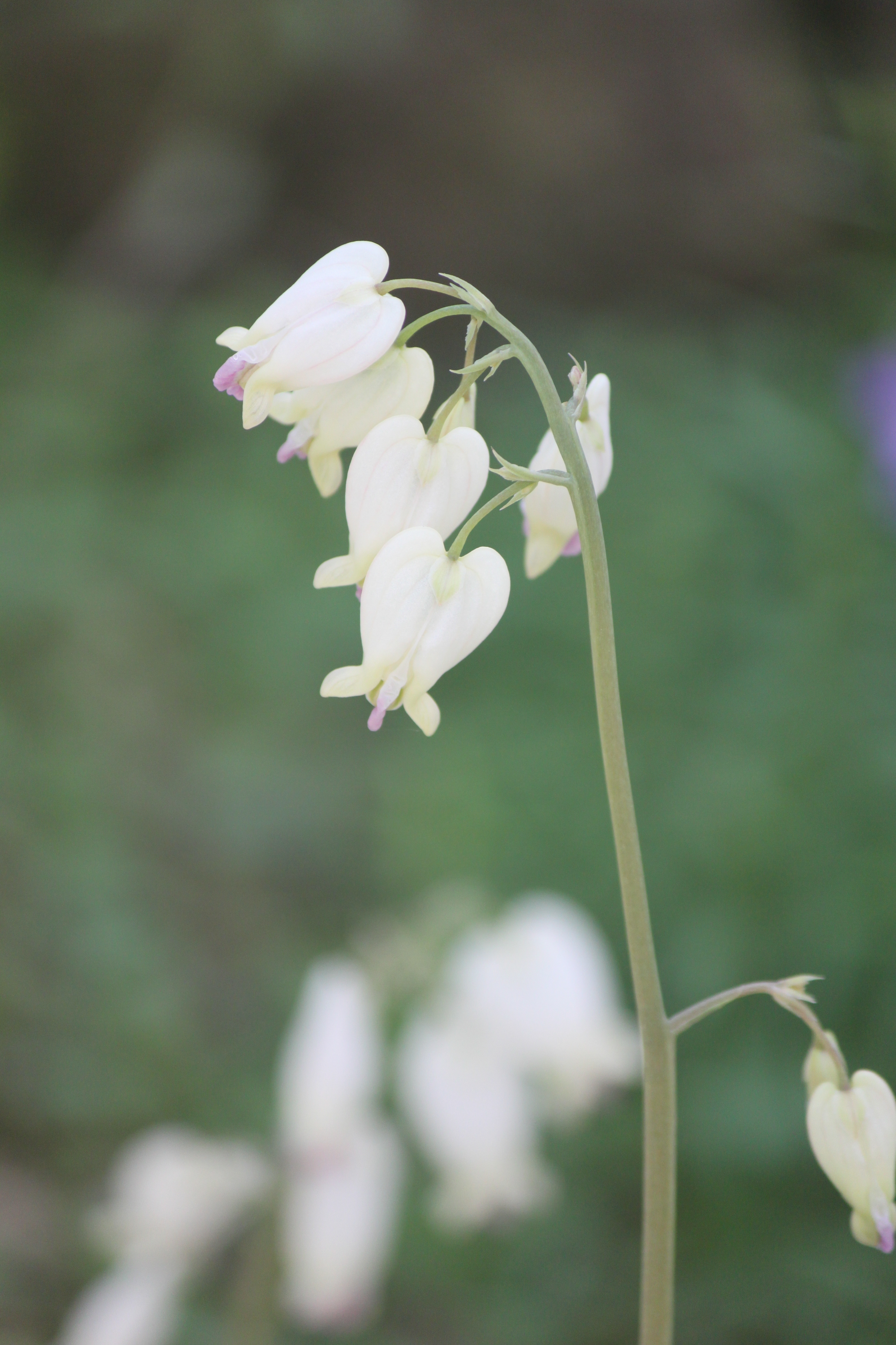 俄勒冈美麗荷包牡丹 Dicentra Formosa Ssp Oregana 科技研花图画书