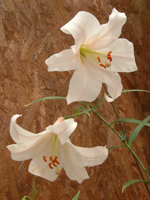 Lilium japonicum